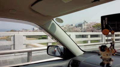 桜(鴨川)400.jpg